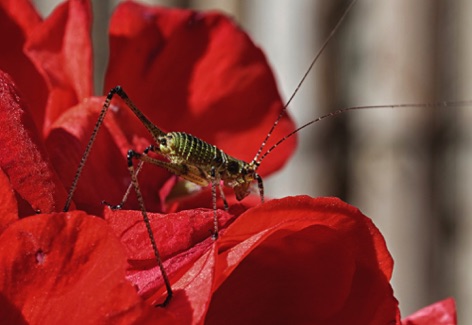 Phaneroptera sul geranio